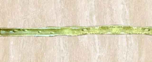 美缝剂什么牌子好
